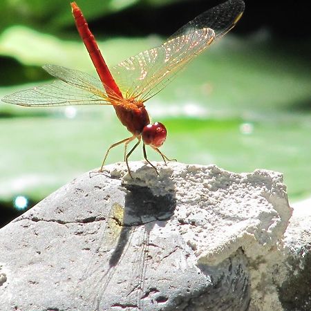 Raintree Lodge Port Moresby Luaran gambar