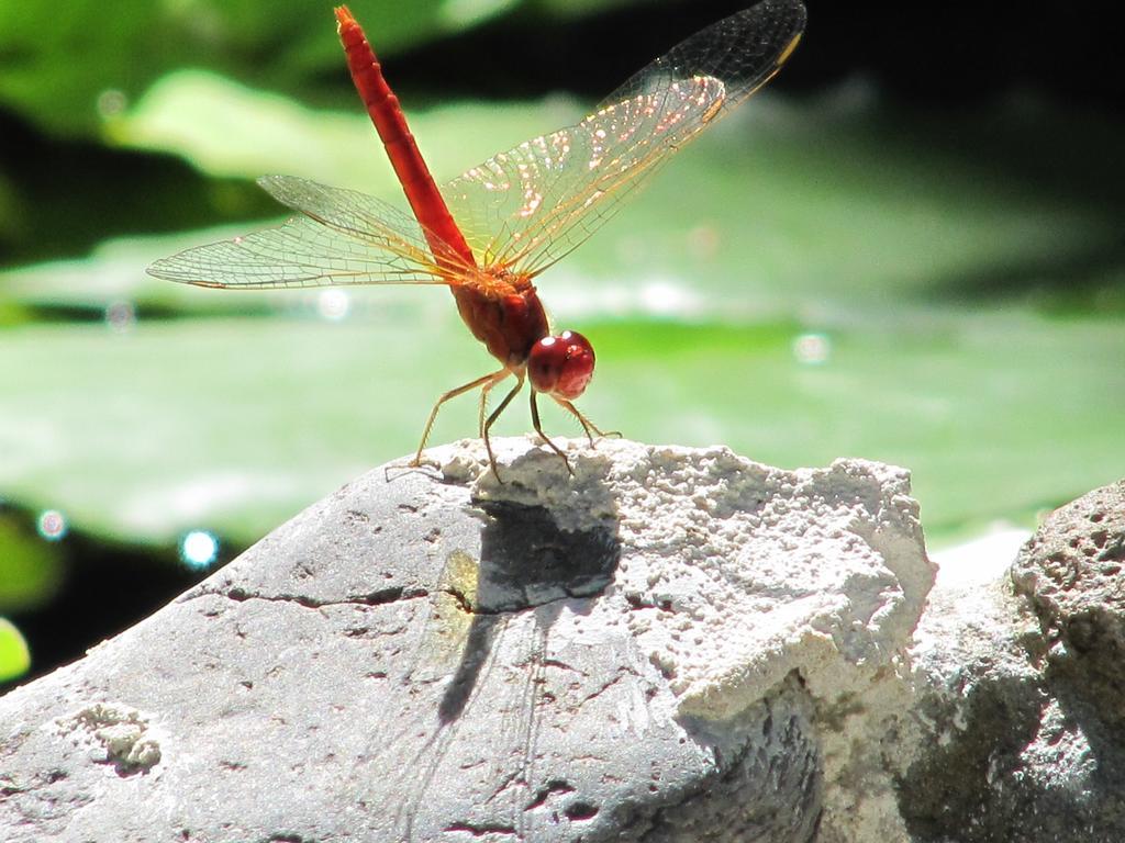 Raintree Lodge Port Moresby Luaran gambar